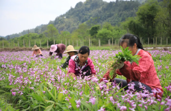 赣州市石城县大由乡贫困户在下伊村中药材白芪种植基地劳作 黄媛媛