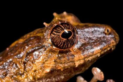 A&nbsp;new&nbsp;species,&nbsp;this&nbsp;as&nbsp;yet&nbsp;unnamed&nbsp;rain&nbsp;frog&nbsp;looks&nbsp;toward&nbsp;an&nbsp;uncertain&nbsp;future.