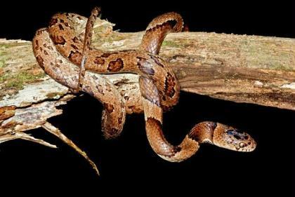Slug-Sucking&nbsp;Snake