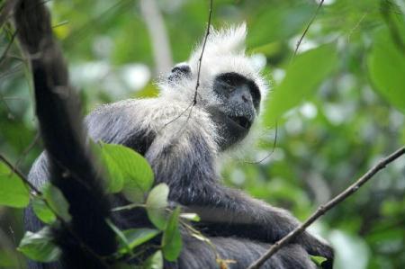 A&nbsp;white-headed&nbsp;langur&nbsp;is&nbsp;seen&nbsp;at&nbsp;the&nbsp;Bapen&nbsp;Nature&nbsp;Reserve&nbsp;in&nbsp;Fusui&nbsp;County,&nbsp;southwest&nbsp;China's&nbsp;Guangxi&nbsp;Zhuang&nbsp;Autonomous&nbsp;Region,&nbsp;April&nbsp;20,&nbsp;2010.&nbsp;The&nbsp;number&nbsp;of&nbsp;the&nbsp;endangered&nbsp;species&nbsp;of&nbsp;long-tailed&nbsp;monkey&nbsp;on&nbsp;China's&nbsp;top-level&nbsp;protection&nbsp;list&nbsp;has&nbsp;enjoyed&nbsp;an&nbsp;obvious&nbsp;growth&nbsp;from&nbsp;about&nbsp;600&nbsp;in&nbsp;2005&nbsp;to&nbsp;786&nbsp;in&nbsp;2009,&nbsp;according&nbsp;to&nbsp;the&nbsp;reserve.&nbsp;The&nbsp;white-headed&nbsp;langurs,&nbsp;one&nbsp;of&nbsp;many&nbsp;endangered&nbsp;species&nbsp;of&nbsp;primates&nbsp;in&nbsp;Asia,&nbsp;is&nbsp;found&nbsp;only&nbsp;in&nbsp;southwest&nbsp;China's&nbsp;Guangxi&nbsp;Zhuang&nbsp;Autonomous&nbsp;Region.&nbsp;Langurs&nbsp;are&nbsp;also&nbsp;known&nbsp;as&nbsp;leaf&nbsp;monkeys,&nbsp;for&nbsp;their&nbsp;vegetarian&nbsp;diet&nbsp;of&nbsp;leaves.&nbsp;(Xinhua/Zhou&nbsp;Hua)