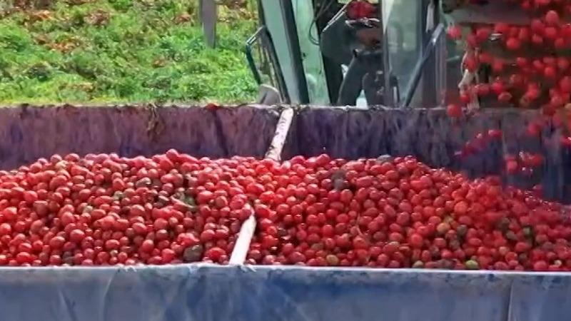 Asia's Largest Hub for Tomato Cultivation and Processing