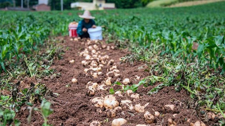 Potatoes harvested in Chongqing
