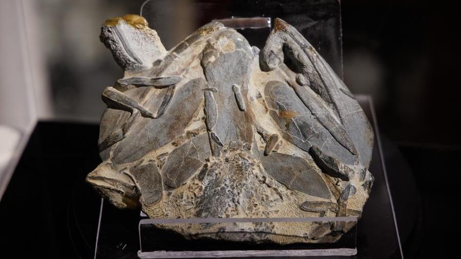 Ancient Chinese fish fossils fill critical gap in 'fish to human' evolution