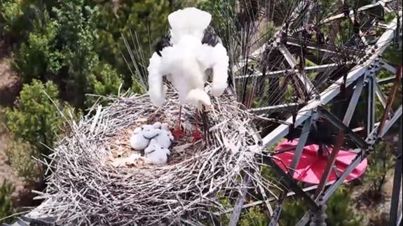 Oriental white storks spotted breeding atop steel towers in Datong
