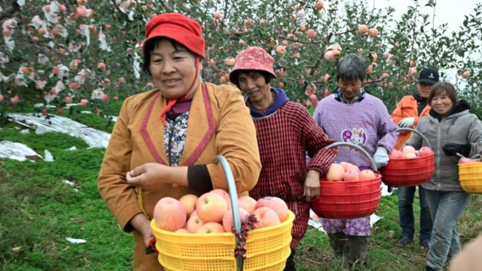 Apple harvest in Henan