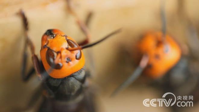 石斛加养蜂 共创新“钱“途