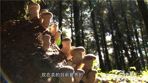 致富经:一夜赔掉20万元之后