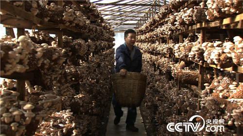 致富经:一夜赔掉20万元之后