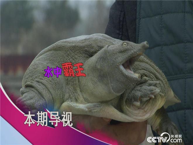 食尚大转盘:越凶越美味