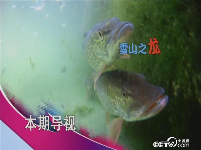 食尚大转盘:越凶越美味