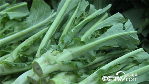 致富经:菜树变成“摇钱树”