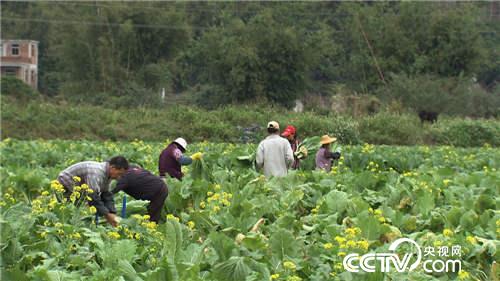 致富经:菜树变成“摇钱树”