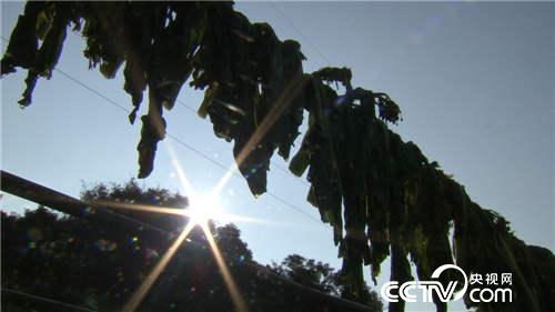 致富经:菜树变成“摇钱树”