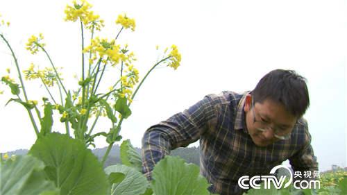 致富经:菜树变成“摇钱树”