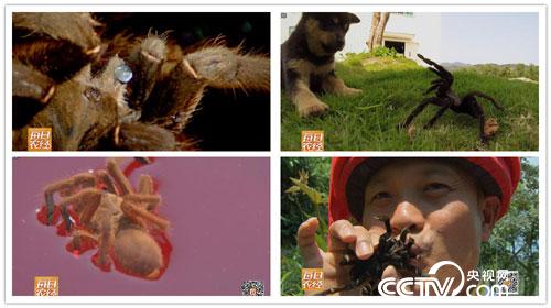 【每日农经】(20160323)危险财富:五指山下散养捕鸟蛛