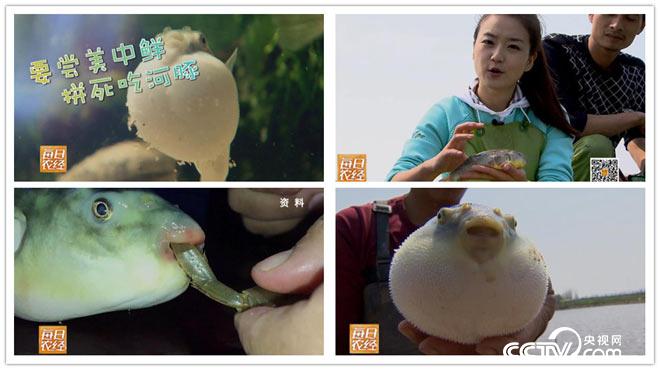 【每日农经】(20160324)危险财富：滩涂上驻扎菊黄河豚