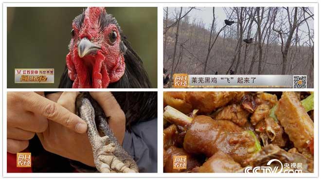 【每日农经】(20160325)莱芜黑鸡“飞”起来了