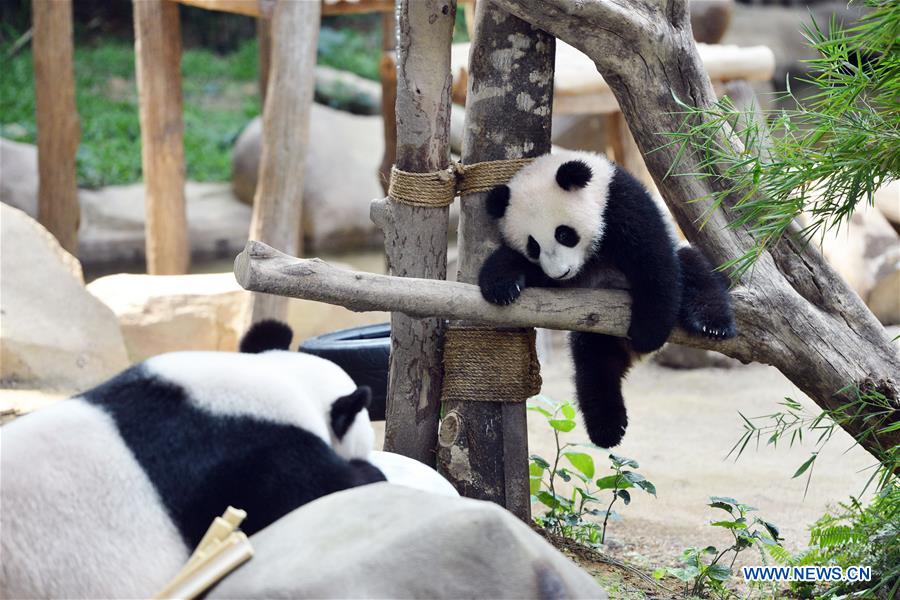A baby giant panda is seen at the National Zoo in Kuala Lumpur, Malaysia, on April 7, 2016. The baby giant panda born in Malaysia last year was named "Nuan Nuan", which means "warm" in Chinese on Thursday, as a symbol of the warm relations between Malaysia and China. 