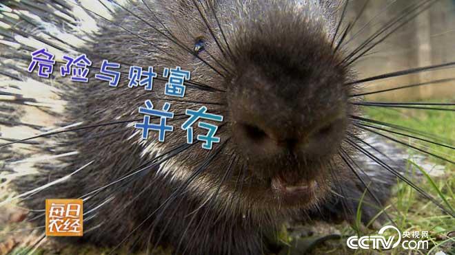 危险财富 他们偏爱浑身是刺的&ldquo;猪&rdquo;