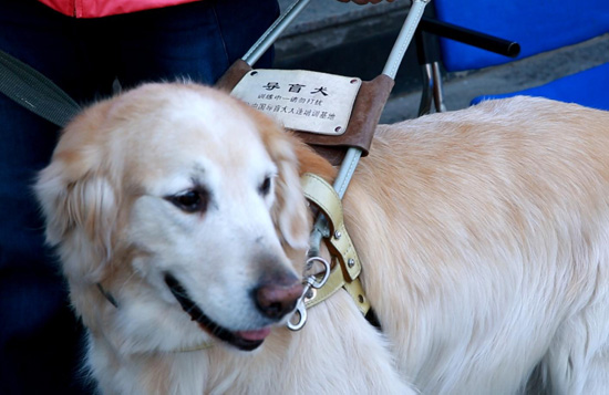 Guide dog - Lucky