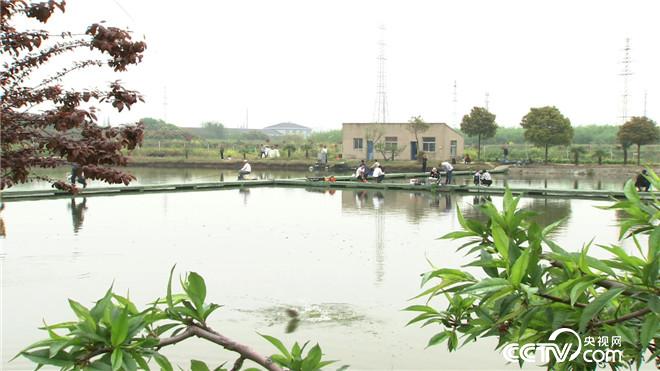 致富经:原来鱼还可以这么养