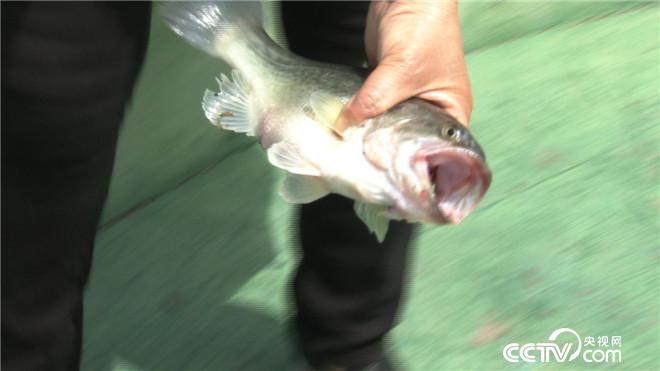 致富经:原来鱼还可以这么养