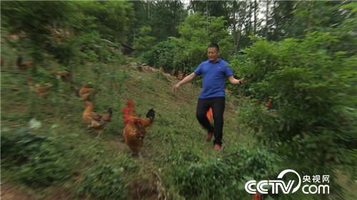 致富经 胡军养鸡记