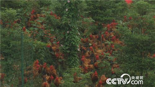 致富经 胡军养鸡记