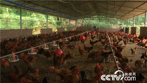 致富经 胡军养鸡记