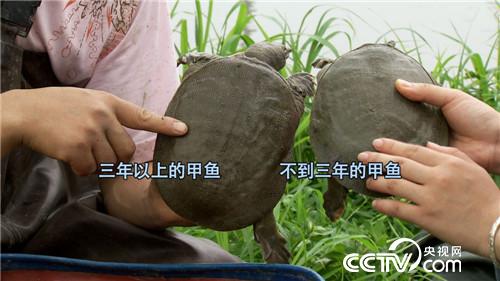 致富经:猪痴养猪不走寻常路