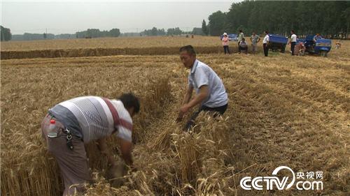 麦收故事会(3) “田保姆”麦收忙