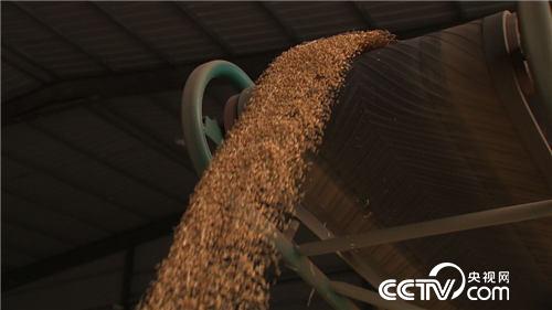 麦收故事会(3) “田保姆”麦收忙