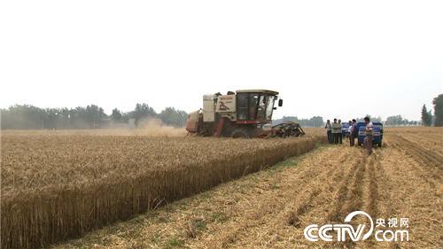 麦收故事会(3) “田保姆”麦收忙