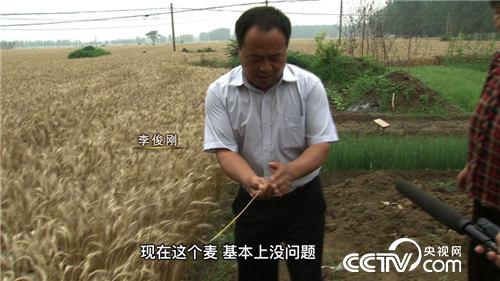 麦收故事会(3) “田保姆”麦收忙