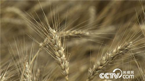 麦收故事会(3) “田保姆”麦收忙