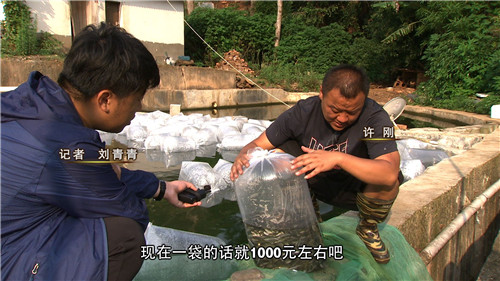 天价抗浪鱼的财富秘密