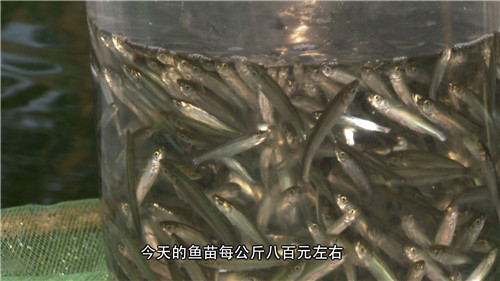 天价抗浪鱼的财富秘密