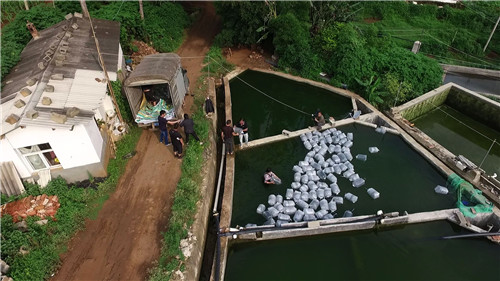 天价抗浪鱼的财富秘密