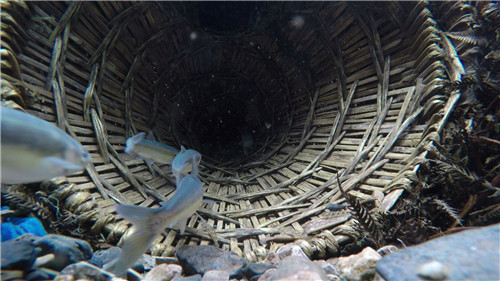 天价抗浪鱼的财富秘密