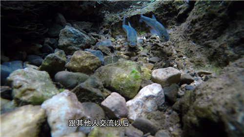 天价抗浪鱼的财富秘密