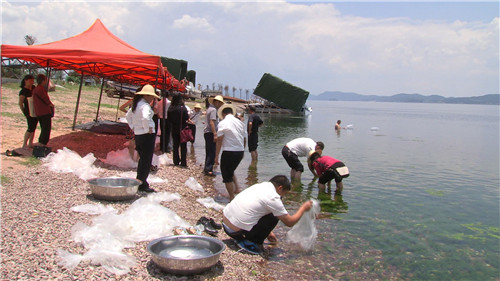 天价抗浪鱼的财富秘密