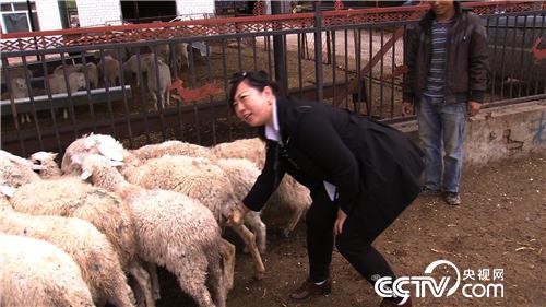 泼辣丽丽慧眼寻羊财