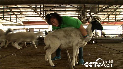 泼辣丽丽慧眼寻羊财