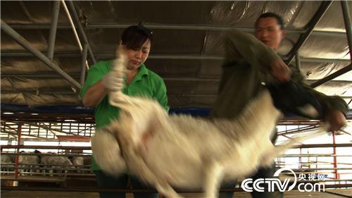 泼辣丽丽慧眼寻羊财