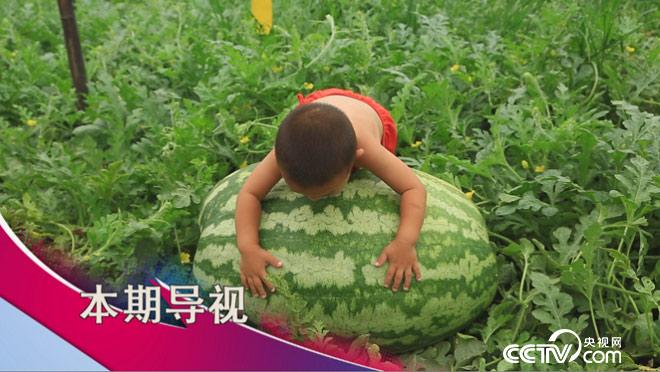 食尚大转盘:烈日炎炎爽西瓜