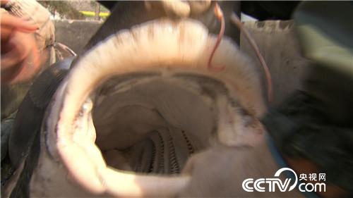 破开怪鱼肚 掏出“黑黄金”