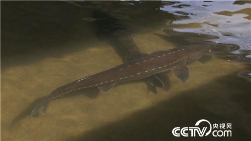 破开怪鱼肚 掏出“黑黄金”