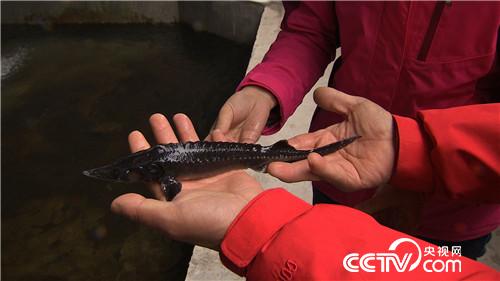 破开怪鱼肚 掏出“黑黄金”