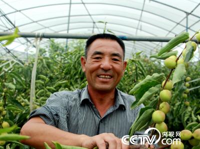 　　小坡村村民刘月朝在自家的冬枣大棚里，丰收在望，面露喜悦。