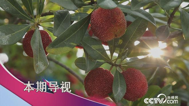 食尚大转盘:当杨梅抱上猪大腿